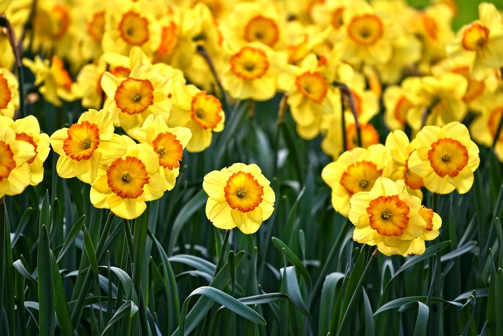 Cover of Urban Gardening Guide