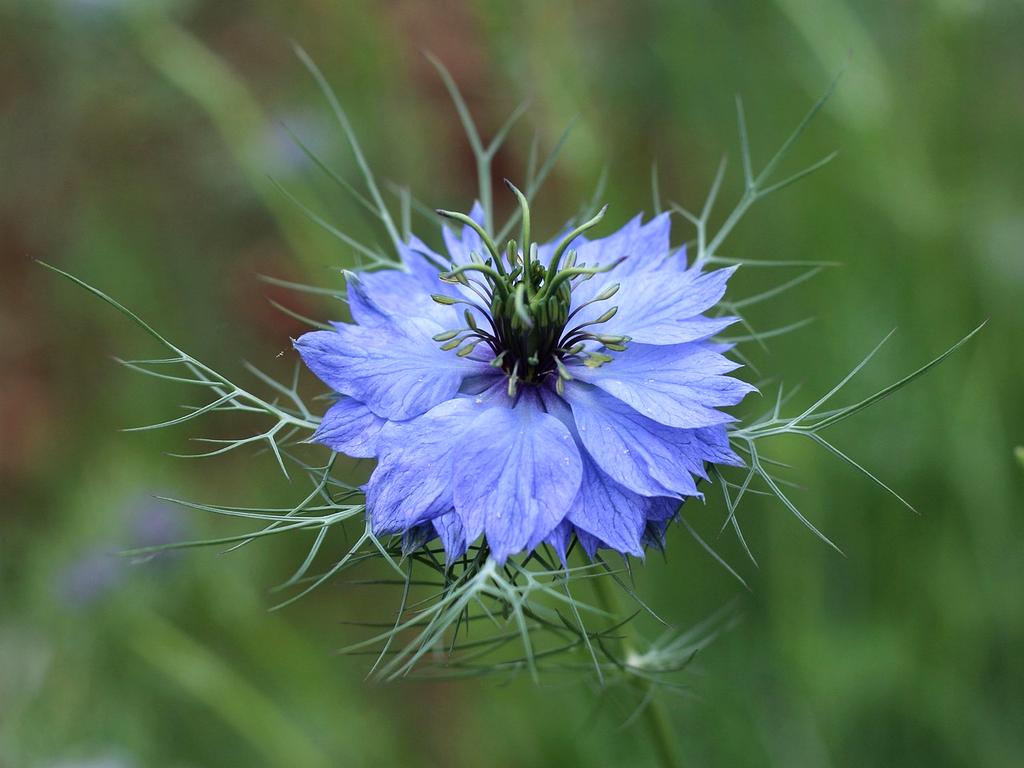 David Nguyen - Community Coordinator