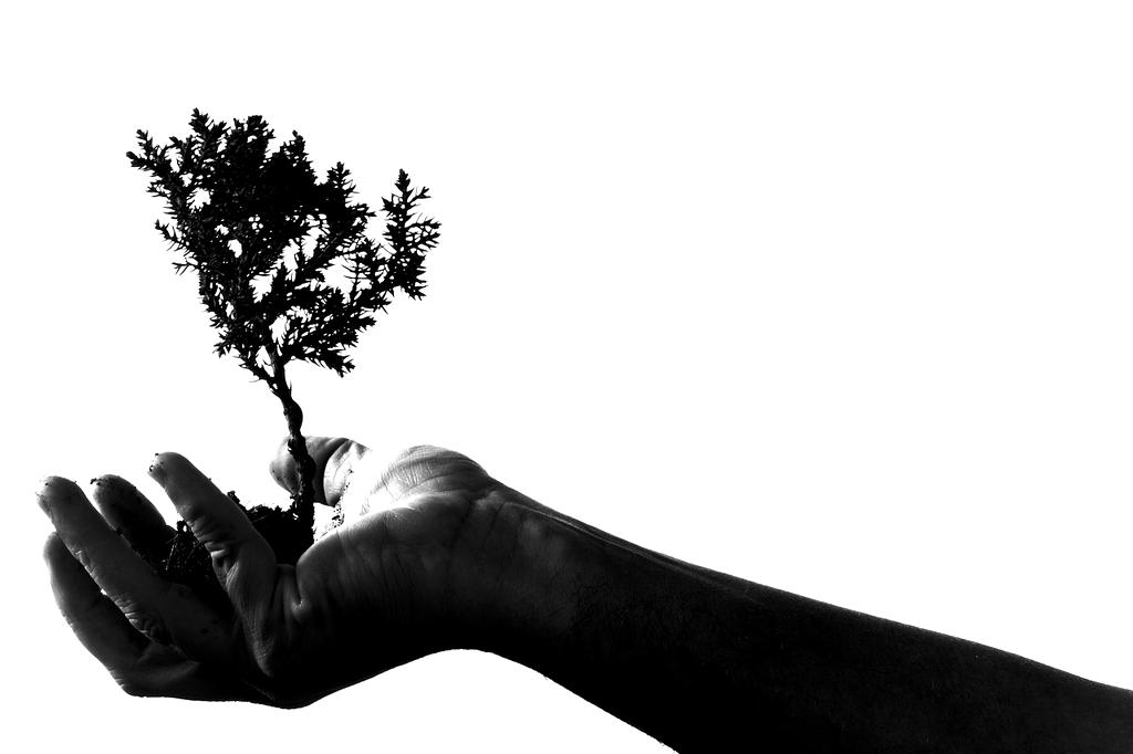 Urban sustainability concept with hands holding plant